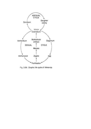Volvox-Life Cycle and rolling algae in bsc 1 sem