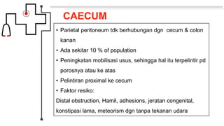 CAECUM
• Parietal peritoneum tdk berhubungan dgn cecum & colon
kanan
• Ada sekitar 10 % of population
• Peningkatan mobilisasi usus, sehingga hal itu terpelintir pd
porosnya atau ke atas
• Pelintiran proximal ke cecum
• Faktor resiko:
Distal obstruction, Hamil, adhesions, jeratan congenital,
konstipasi lama, meteorism dgn tanpa tekanan udara
 