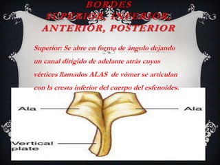 BORDES
SUPERIOR, INFERIOR,
ANTERIOR, POSTERIOR
Superior: Se abre en forma de ángulo dejando
un canal dirigido de adelante atrás cuyos
vértices llamados ALAS de vómer se articulan
con la cresta inferior del cuerpo del esfenoides.
 