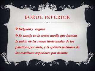 BORDE INFERIOR
Delgado y rugoso
Se encaja en la cresta media que forman
la unión de las ramas horizontales de los
palatinos por atrás, y la apófisis palatinas de
los maxilares superiores por delante.
 