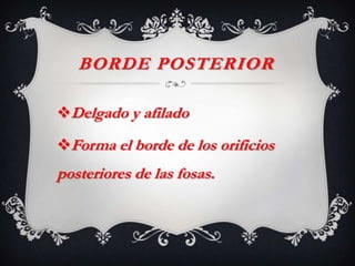BORDE POSTERIOR
Delgado y afilado
Forma el borde de los orificios
posteriores de las fosas.
 