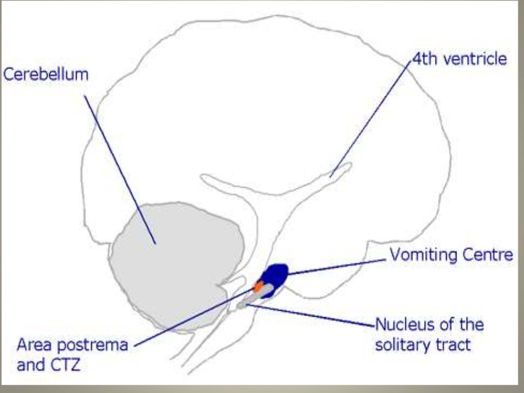 Vomiting reflex