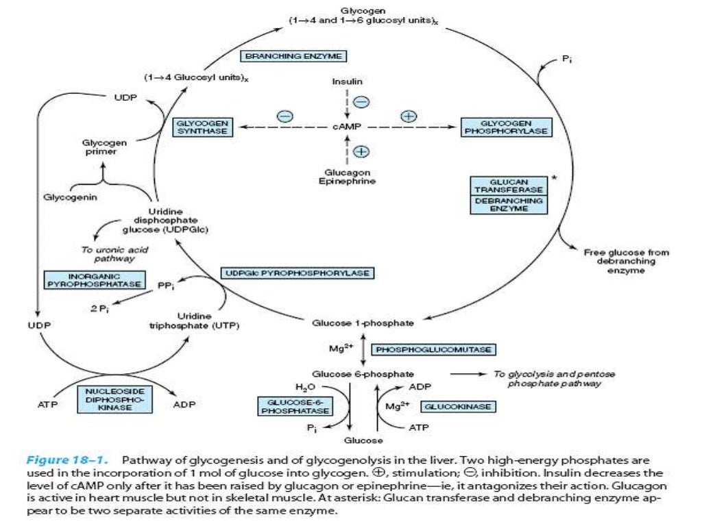 Von Gierke's Disease