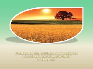 Ver as flores, que nunca desistiram de viver e experimentar o dia-a-dia, novos gostos dessa nova vida que se oferece a nós.