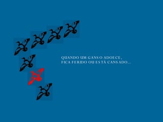 QUANDO UM GANSO ADOECE, FICA FERIDO OU ESTÁ CANSADO... 