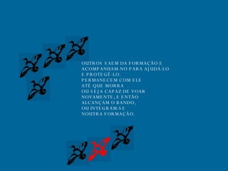 OUTROS SAEM DA FORMAÇÃO E ACOMPANHAM-NO PARA AJUDÁ-LO E PROTEGÊ-LO. PERMANECEM COM ELE  ATÉ QUE MORRA OU SEJA CAPAZ DE VOAR  NOVAMENTE; E ENTÃO ALCANÇAM O BANDO,  OU INTEGRAM-SE NOUTRA FORMAÇÃO. 
