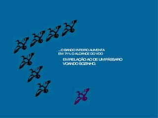 ...O BANDO INTEIRO AUMENTA EM  71% O ALCANCE DO VOO EM RELAÇÃO AO DE UM PÁSSARO VOANDO SOZINHO. 