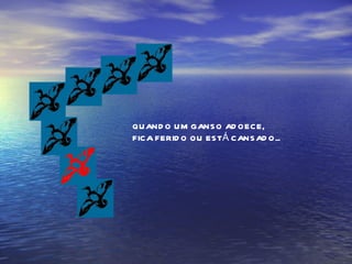 QUANDO UM GANSO ADOECE, FICA FERIDO OU ESTÁ CANSADO... 