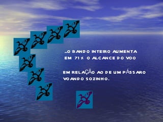 ...O BANDO INTEIRO AUMENTA EM  71% O ALCANCE DO VOO EM RELAÇÃO AO DE UM PÁSSARO VOANDO SOZINHO. 