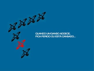 QUANDO UM GANSO ADOECE, FICA FERIDO OU ESTÁ CANSADO... 