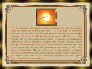 Aves migratórias, e que percorrem grandes distâncias ao redor do mundo,
voam em bandos que lembram uma letra “V”, e há tempos os cientistas
suspeitam que a razão é que a formação permite uma economia de energia
pelas que vêm atrás e ao lado do líder. Agora, estudo publicado na revista
“Nature” não só provou esta estratégia como revelou que ela é ainda mais
complexa do que se imaginava, exigindo uma perfeita sincronia. Pelos
princípios da aerodinâmica, uma asa funciona ao fazer com que o fluxo de
ar na sua parte superior seja mais rápido do que na inferior, gerando uma
força de sustentação. Mas ao cortar o ar, as asas também produzem
turbulências. Diretamente atrás delas, surge uma força contrária, declinante,
que empurra para baixo o que estiver ali, enquanto nas suas pontas
aparecem vórtices de sustentação.
 