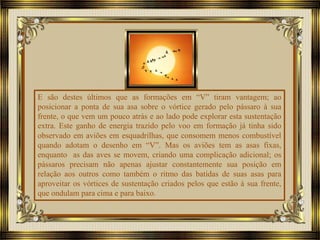 E são destes últimos que as formações em “V” tiram vantagem; ao
posicionar a ponta de sua asa sobre o vórtice gerado pelo pássaro à sua
frente, o que vem um pouco atrás e ao lado pode explorar esta sustentação
extra. Este ganho de energia trazido pelo voo em formação já tinha sido
observado em aviões em esquadrilhas, que consomem menos combustível
quando adotam o desenho em “V”. Mas os aviões tem as asas fixas,
enquanto as das aves se movem, criando uma complicação adicional; os
pássaros precisam não apenas ajustar constantemente sua posição em
relação aos outros como também o ritmo das batidas de suas asas para
aproveitar os vórtices de sustentação criados pelos que estão à sua frente,
que ondulam para cima e para baixo.
 