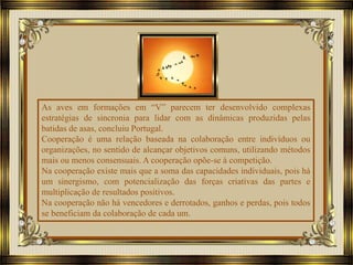 As aves em formações em “V” parecem ter desenvolvido complexas
estratégias de sincronia para lidar com as dinâmicas produzidas pelas
batidas de asas, concluiu Portugal.
Cooperação é uma relação baseada na colaboração entre indivíduos ou
organizações, no sentido de alcançar objetivos comuns, utilizando métodos
mais ou menos consensuais. A cooperação opõe-se à competição.
Na cooperação existe mais que a soma das capacidades individuais, pois há
um sinergismo, com potencialização das forças criativas das partes e
multiplicação de resultados positivos.
Na cooperação não há vencedores e derrotados, ganhos e perdas, pois todos
se beneficiam da colaboração de cada um.
 