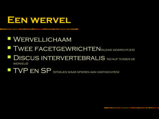 Een wervel
 Wervellichaam
 Twee facetgewrichten(kleine gewrichtjes)
 Discus intervertebralis (schijf tussen de
wervels)
 TVP en SP (stokjes waar spieren aan vasthechten)
 