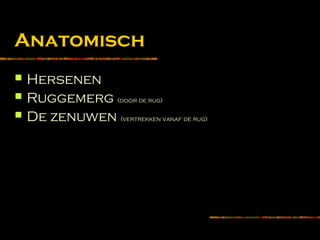 Anatomisch
 Hersenen
 Ruggemerg (door de rug)
 De zenuwen (vertrekken vanaf de rug)
 