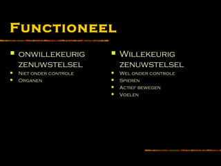 Functioneel
 onwillekeurig
zenuwstelsel
 Niet onder controle
 Organen
 Willekeurig
zenuwstelsel
 Wel onder controle
 Spieren
 Actief bewegen
 Voelen
 