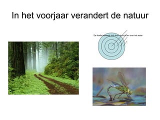 In het voorjaar verandert de natuur De libelle beweegt zich door de lucht en over het water 