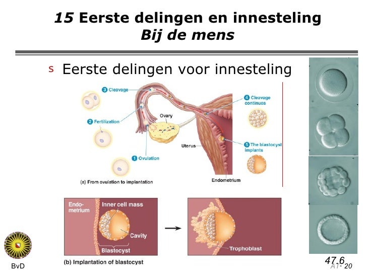 Voortplanting en ontwikkeling