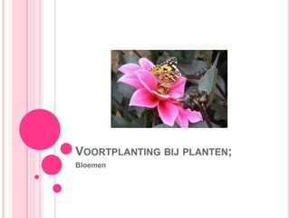 Voortplanting bij planten; Bloemen 