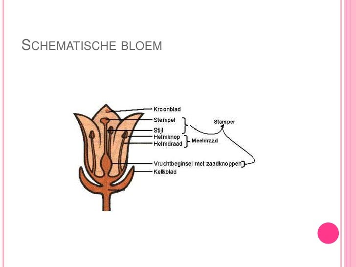 Bouw Van Een Bloem Schematisch - Bloemen