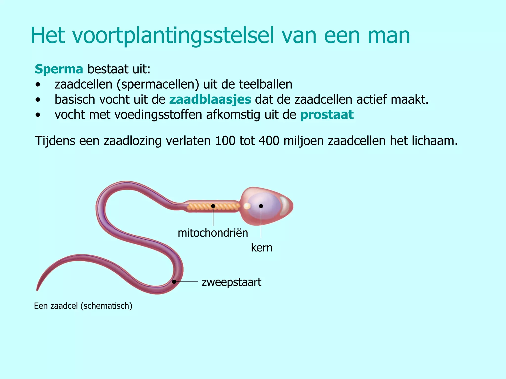Voortplantingsstelsel Man | PPT