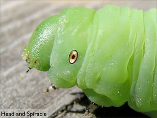 Voracious Insect Voracious Tobacco Hornworm | PDF