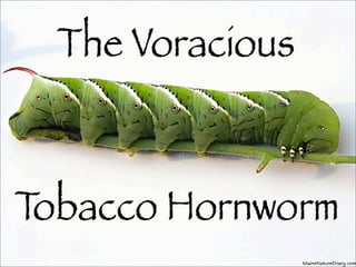 The Voracious Tobacco
Hornworm

Lateral View