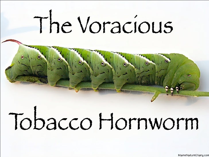 download tobacco hornworm download tobacco hornworm