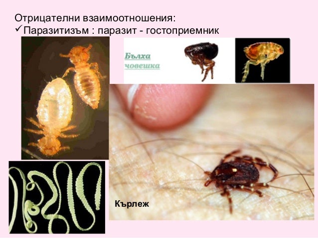 Екологични взаимоотношения