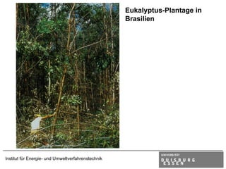 Eukalyptus-Plantage in
                                                    Brasilien




Institut für Energie- und Umweltverfahrenstechnik
 