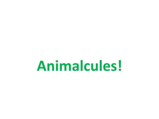 Animalcules! 
 