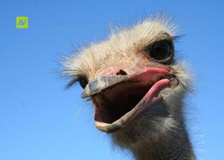 Deer In THe He ADlIgHT s   14
 