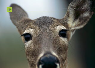 Deer In THe He ADlIgHT s   16
 