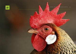 Deer In THe He ADlIgHT s   19
 