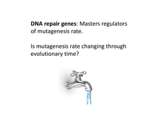 DNA repair genes: Masters regulators
of mutagenesis rate.
Is mutagenesis rate changing through
evolutionary time?
 