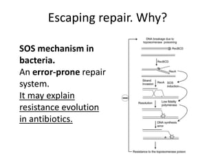 Escaping repair. Why?
SOS mechanism in
bacteria.
An error-prone repair
system.
It may explain
resistance evolution
in antibiotics.
 