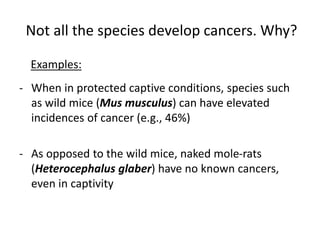 Not all the species develop cancers. Why?
- When in protected captive conditions, species such
as wild mice (Mus musculus) can have elevated
incidences of cancer (e.g., 46%)
- As opposed to the wild mice, naked mole-rats
(Heterocephalus glaber) have no known cancers,
even in captivity
Examples:
 