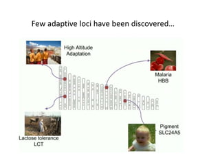 Few adaptive loci have been discovered…
 