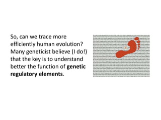 So, can we trace more
efficiently human evolution?
Many geneticist believe (I do!)
that the key is to understand
better the function of genetic
regulatory elements.
 