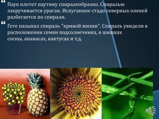  Паук плетет паутину спиралеобразно. Спиралью
закручивается ураган. Испуганное стадо северных оленей
разбегается по спирали.
 Гете называл спираль "кривой жизни". Спираль увидели в
расположении семян подсолнечника, в шишках
сосны, ананасах, кактусах и т.д.
 