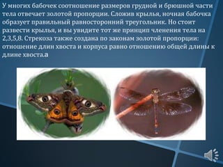 У многих бабочек соотношение размеров грудной и брюшной части
тела отвечает золотой пропорции. Сложив крылья, ночная бабочка
образует правильный равносторонний треугольник. Но стоит
развести крылья, и вы увидите тот же принцип членения тела на
2,3,5,8. Стрекоза также создана по законам золотой пропорции:
отношение длин хвоста и корпуса равно отношению общей длины к
длине хвоста.a
 
