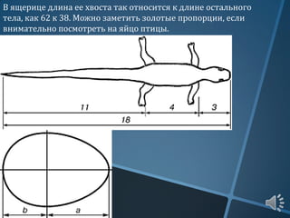В ящерице длина ее хвоста так относится к длине остального
тела, как 62 к 38. Можно заметить золотые пропорции, если
внимательно посмотреть на яйцо птицы.
 