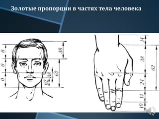 Золотые пропорции в частях тела человека
 