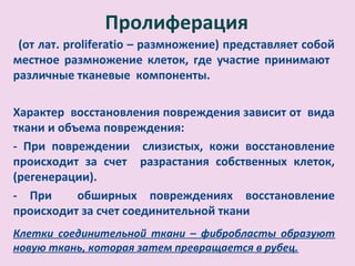 Пролиферация
 (от лат. рroliferatio – размножение) представляет собой
местное размножение клеток, где участие принимают
различные тканевые компоненты.

Характер восстановления повреждения зависит от вида
ткани и объема повреждения:
- При повреждении слизистых, кожи восстановление
происходит за счет разрастания собственных клеток,
(регенерации).
- При      обширных повреждениях восстановление
происходит за счет соединительной ткани
Клетки соединительной ткани – фибробласты образуют
новую ткань, которая затем превращается в рубец.
 