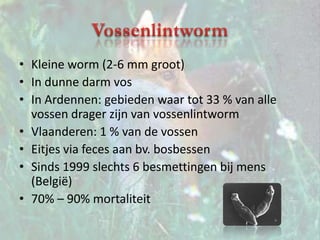 VossenlintwormKleine worm (2-6 mm groot)In dunne darm vosIn Ardennen: gebieden waar tot 33 % van alle vossen drager zijn van vossenlintwormVlaanderen: 1 % van de vossenEitjes via feces aan bv. bosbessenSinds 1999 slechts 6 besmettingen bij mens (België)70% – 90% mortaliteit