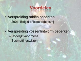 VoordelenVerspreiding rabiës beperken2001: België officieel rabiësvrij Verspreiding vossenlintworm beperkenDodelijk voor mensBesmettingswijzen