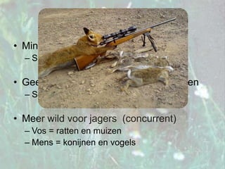 VoordelenMinder gedood pluimveeSurplus killingGeen natuurlijke vijand = te veel vossenSociale regulatieMeer wild voor jagers  (concurrent)Vos = ratten en muizenMens = konijnen en vogels