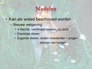 NadelenKan als wreed beschouwd wordenNieuwe wetgeving:‘s Nachts: verblinden vossen, op jachtDrachtige dierenZogende dieren: doden moederdier = jongen 		sterven van honger