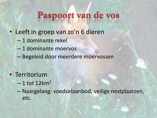 Paspoort van de vosLeeft in groep van zo’n 6 dieren1 dominante rekel1 dominante moervosBegeleid door meerdere moervossenTerritorium1 tot 12km2Naargelang: voedselaanbod, veilige nestplaatsen, etc.
