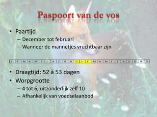 Paspoort van de vosPaartijdDecember tot februariWanneer de mannetjes vruchtbaar zijnDraagtijd: 52 à 53 dagenWorpgrootte4 tot 6, uitzonderlijk zelf 10Afhankelijk van voedselaanbod